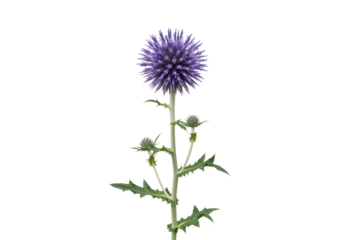 Isolated Globe thistle plant, Echinops flower head with spiky ball shape and green foliage