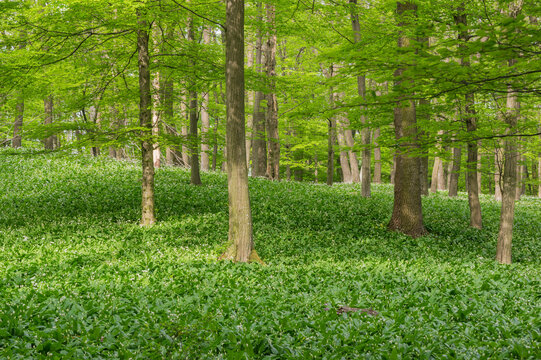 View of a lush green forest floor covered in wild garlic, contrasting with the brown tree trunks, a peaceful scene in Smolenice, Male Kapraty mountains, Trnava Region, Slovakia.