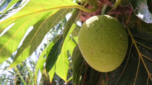 Slow-motion orbit of a ripe breadfruit (ʻulu) hanging on the tree. Detailed tropical foliage and textured fruit ideal for agriculture, sustainability, food security, botany, and cultural storytelling.