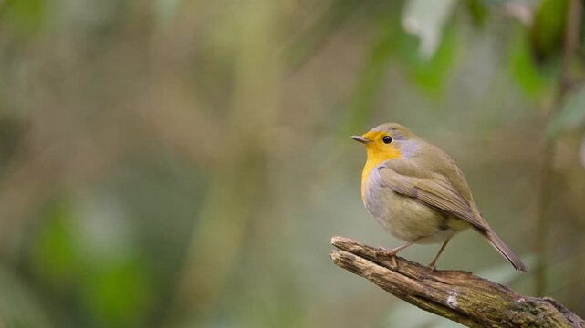 Eurasian robin flutters wings while perched on branch in forest, subtle movement in slow motion