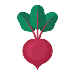 Fresh raw beetroot vegetable with dark red skin isolated vector illustration on white background