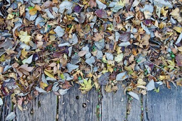 木道の上の落ち葉