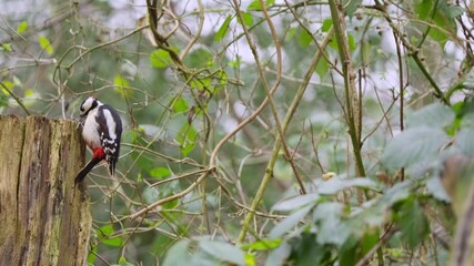 Woodpecker perches upright on tree trunk, alert posture with flicking head in soft daylight