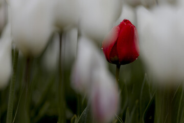 View of a striking red tulip amidst a sea of soft, blurred white tulips, creating a vivid contrast of color and form, Schagen, North Holland, Netherlands.