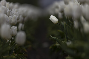 View of a field of white tulips, standing tall with dew-kissed petals and vibrant green leaves creating a serene and picturesque scene, Schagen, North Holland, Netherlands.