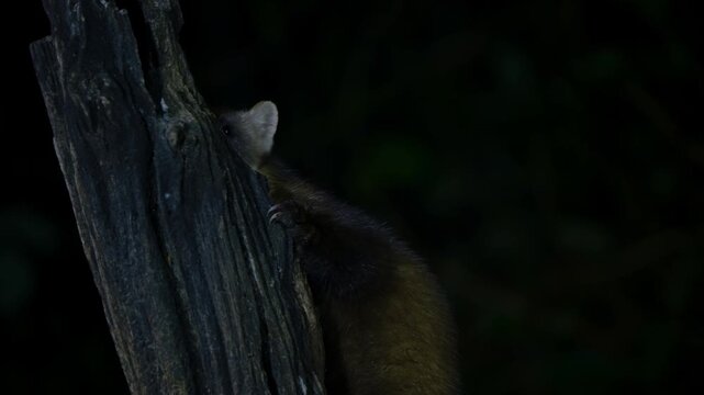 A pine marten peeking from a tree hollow at night in the forest of Drenthe, Netherlands