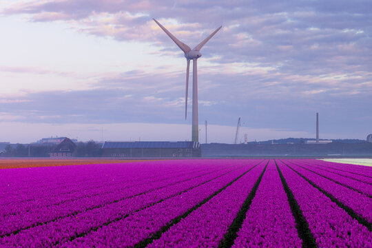 View of vibrant pink tulips stretch in perfect rows towards a towering wind turbine under a pastel sky, a scene of serene contrast, Schagen, North Holland, Netherlands.