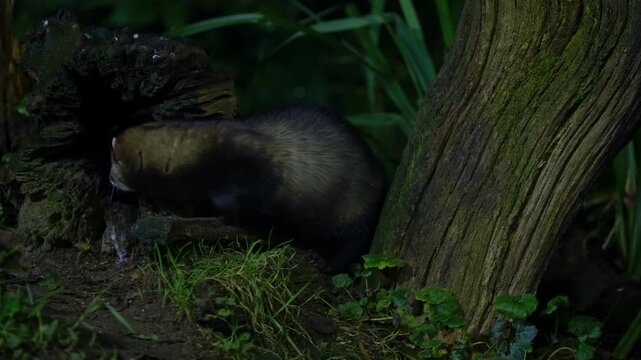 Stunning slow motion forest of polecat hunting near fallen tree roots, Drenthe