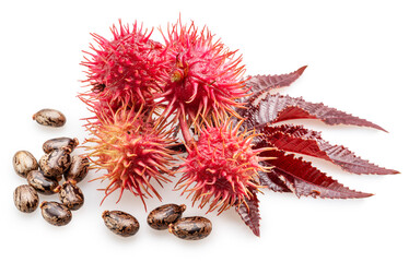Red spiny capsules, seeds and red leaf of Castor oil plant on white background. File contains...