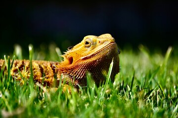 lizard on grass