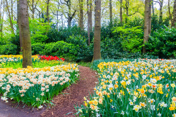 Scenic view of Keukenhof tulip garden in Lisse, Netherlands. Keukenhof is the most beautiful spring garden in the world. Beautiful ornamental garden landscape at Lisse, Netherlands