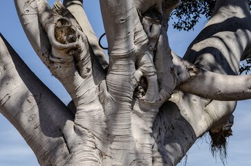 Complex twisting tree branches with textured bark and fresh green leaves under bright daylight.
