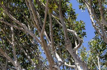 Complex twisting tree branches with textured bark and fresh green leaves under bright daylight.