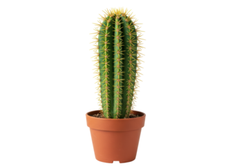 Isolated Saguaro Cactus in a Brown Pot, Tropical Plant for Desert Interior Design Decor