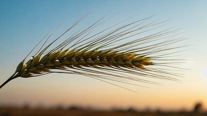 Golden wheat ear at sunset