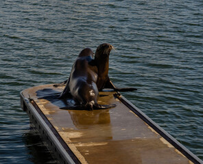 California Los Angeles Marina Del Rey August 21, 2025 California sea lions resting on floating dock...