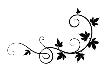 Black vine with leaves and swirls decorative flourish on white background plant