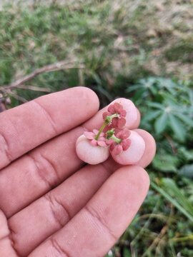 Small, round katuk berries growing in clusters along slender stems, transitioning in color from green to dark red or black when ripe