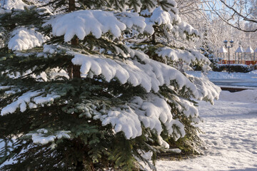 In the city park in winter  after snow fell