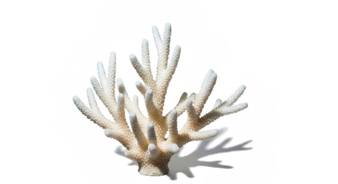 Branching, pale coral specimen casting a shadow on a white background