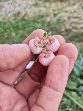 Small, round katuk berries growing in clusters along slender stems, transitioning in color from green to dark red or black when ripe