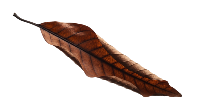 Dry leaf isolated on transparent background, a symbol of autumn and the end of life