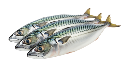 Fresh mackerel fish isolated on transparent background, raw seafood for healthy diet