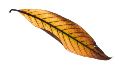 Dried mango leaf with yellow and brown color isolated on transparent background
