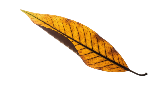 Dried mango leaf with yellow and brown color isolated on transparent background