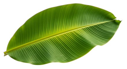 Close up of a fresh green banana leaf isolated on transparent background