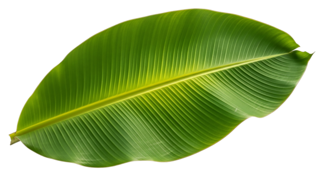 Close up of a fresh green banana leaf isolated on transparent background