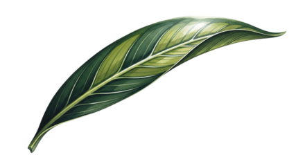 Watercolor painting of a single green leaf isolated on transparent background