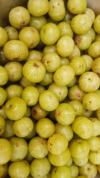 Fresh Amla or Indian gooseberry