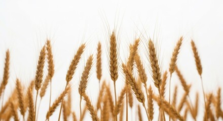 Fototapeta premium Golden wheat stalks against a bright white background, soft, sunny