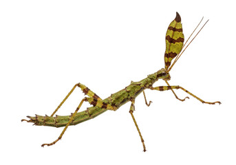 Isolated Tropical Stick Insect, Extatosoma tiaratum, Spiny Leaf Insect from Australia and New Guinea