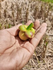 A fresh mangosteen with its thick purple rind and glossy surface, cut open to reveal the soft, white, segmented flesh inside. Known as the "queen of fruits" for its sweet-tangy flavor and health benef