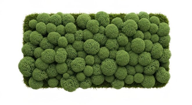 Green moss and ball-shaped foliage texture filling a rectangular space - Powered by Adobe