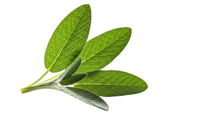 Fresh sage leaves isolated on transparent background, aromatic herb for cooking and medicine