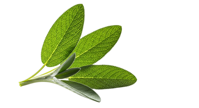 Fresh sage leaves isolated on transparent background, aromatic herb for cooking and medicine