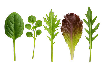 Variety of fresh leafy greens and salad ingredients with vibrant green and red hues, healthy produce, raw vegetables, organic greens