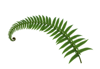 Isolated Unfurling Green Fern Frond, Fresh Growth, Natural Beauty, and Springtime Theme