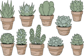 Vector art of collection of potted succulent plants in terracotta pots isolated on
