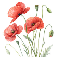 Obraz premium Vibrant red poppies bloom against a stark black background