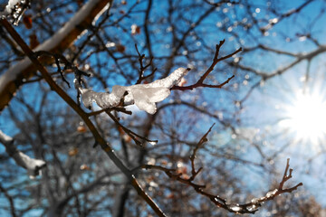 A glint of ice on a tree branch, shining in the sunlight.