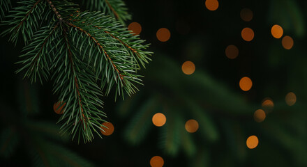 Close up of evergreen branch with bokeh