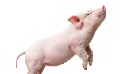 Pink piglet stands, nose lifted, on white background