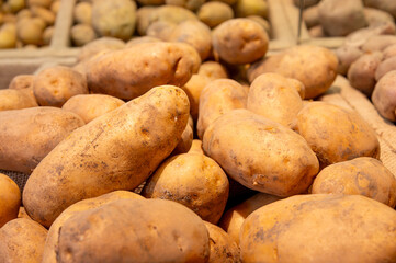close-up of large potatoes at the store. Clean potatoes in the produce section. Washed potatoes in a plastic box at the market. Delicious and healthy food
