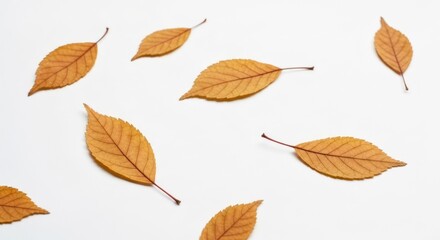 Fototapeta premium Scattered dried leaves with visible veins, warm orange and brown hues on white surface