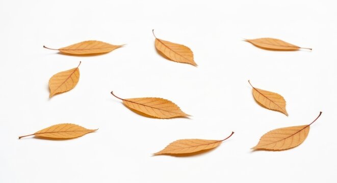 Scattered, delicate golden-brown leaves with reddish stems on a clean, white surface