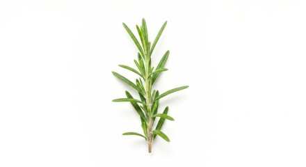 Fototapeta premium Single rosemary sprig with needle-like leaves on a white background, top-down view